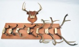 (8) sets of whitetail buck antlers on boards, NO