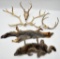 lot of (2) pelts and assorted antlers