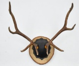 set of elk antlers measuring 31.25