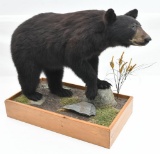 Black bear full body mount on stand