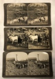 SET OF (3) STEROVIEW CARDS - FEATURING CATTLE AND SHEEP