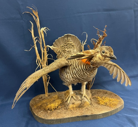 Prairie Chicken Mount