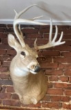 White Tail Deer Buck Shoulder Mount