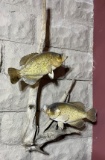 Wall Hanging Fish Mount