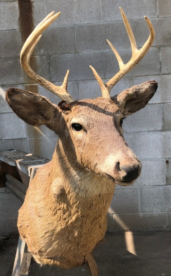 Whitetail Deer Shoulder Mount - 4x4