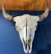 Buffalo Skull--NO Shipping