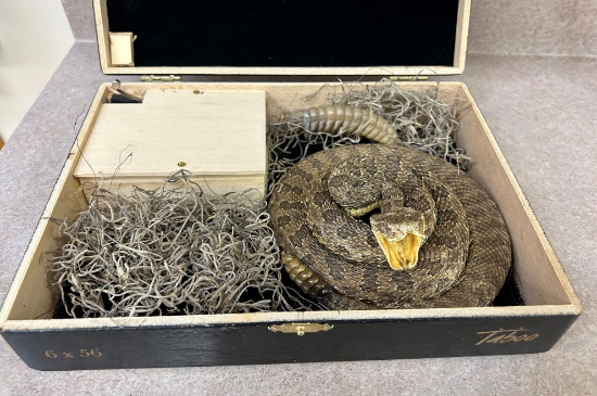 Taxidermied Rattle Snake in Unique Rattle Box