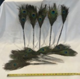 LOT OF PEACOCK FEATHERS