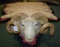 Ram Head Rug (Full Curl and a Half Horns)