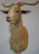 Catalina Goat Shoulder Mount