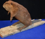 Beaver Seated on Log- Full Body Mount