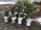 Norway spruce potted trees
