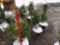 White spruce potted trees