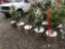 Blue spruce potted trees
