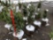 Blue spruce potted trees