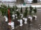 White pine potted trees