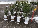 Norway spruce potted trees