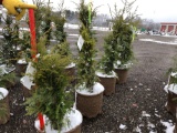 Hemlock potted trees