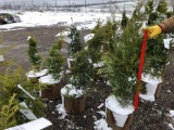 Hemlock potted trees