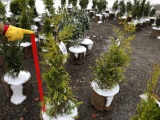 Green giant arborvitae potted trees