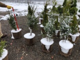 White spruce potted trees