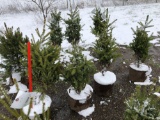 Blue spruce potted trees