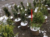 White spruce potted trees