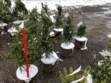 Blue spruce potted trees