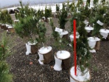 White pine potted trees