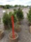 Norway spruce trees