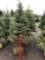 Blue spruce trees