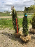 Emerald green arborvitae