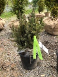 White spruce seedlings