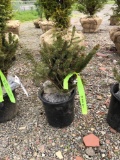 White spruce seedlings