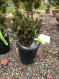 White spruce seedlings