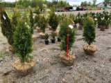 Dark green arborvitae