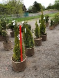 Emerald green arborvitae