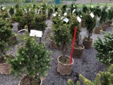 Blue spruce trees