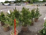 Norway spruce trees