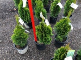 Emerald green arborvitae