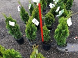 Emerald green arborvitae