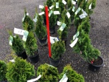 Emerald green arborvitae