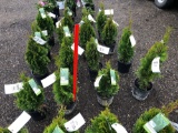 Emerald green arborvitae