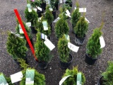 Emerald green arborvitae