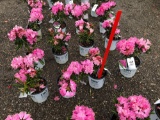 Dandy man pink Rhododendrons