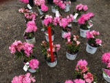 Dandy man pink Rhododendrons