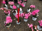 Dandy man pink Rhododendrons