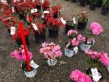 Dandy man pink Rhododendrons