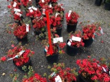 Red azaleas