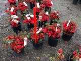 Red azaleas